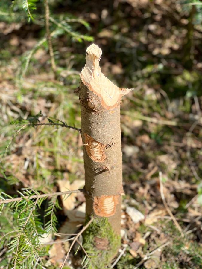 Borowkowy Jar *